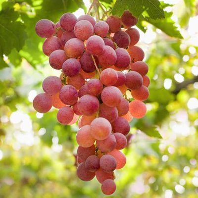 نهال-انگور-بیدانه-قرمز
